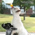 thumbnail image 4 of Vett 25涓濉戞枡缇婄敤鐪熺┖鍚稿ザ鍣ㄩ€氱敤鍠傜尓鍠傜緤鍠傚北缇婂啘鍦哄杺椋熼厤浠堕珮寮哄害姣嶄钩鍠傚吇濂剁摱濂跺槾, 4 of 5