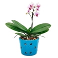 thumbnail image 1 of Maceta De Cerámica Esmaltada Para Orquídea Azul, 1 of 6