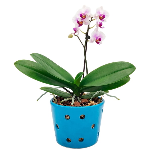 Maceta De Cerámica Esmaltada Para Orquídea Azul