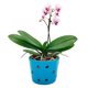 thumbnail image 1 of Maceta De Cerámica Esmaltada Para Orquídea Azul, 1 of 6