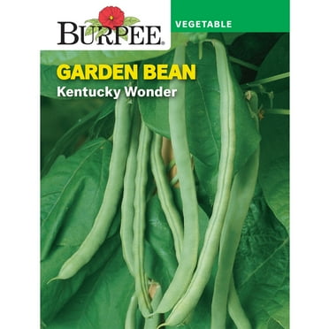 Burpee Kentucky Wonder Pole Bean Annual Heirloom Vegetable Seed, 1-Pack, Full Sun
