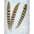 thumbnail image 2 of Blaustein, Alan 25x32 White Modern Wood Framed Museum Art Print Titled - Feather - 1, 2 of 4