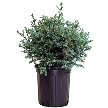 True Blue False Cypress