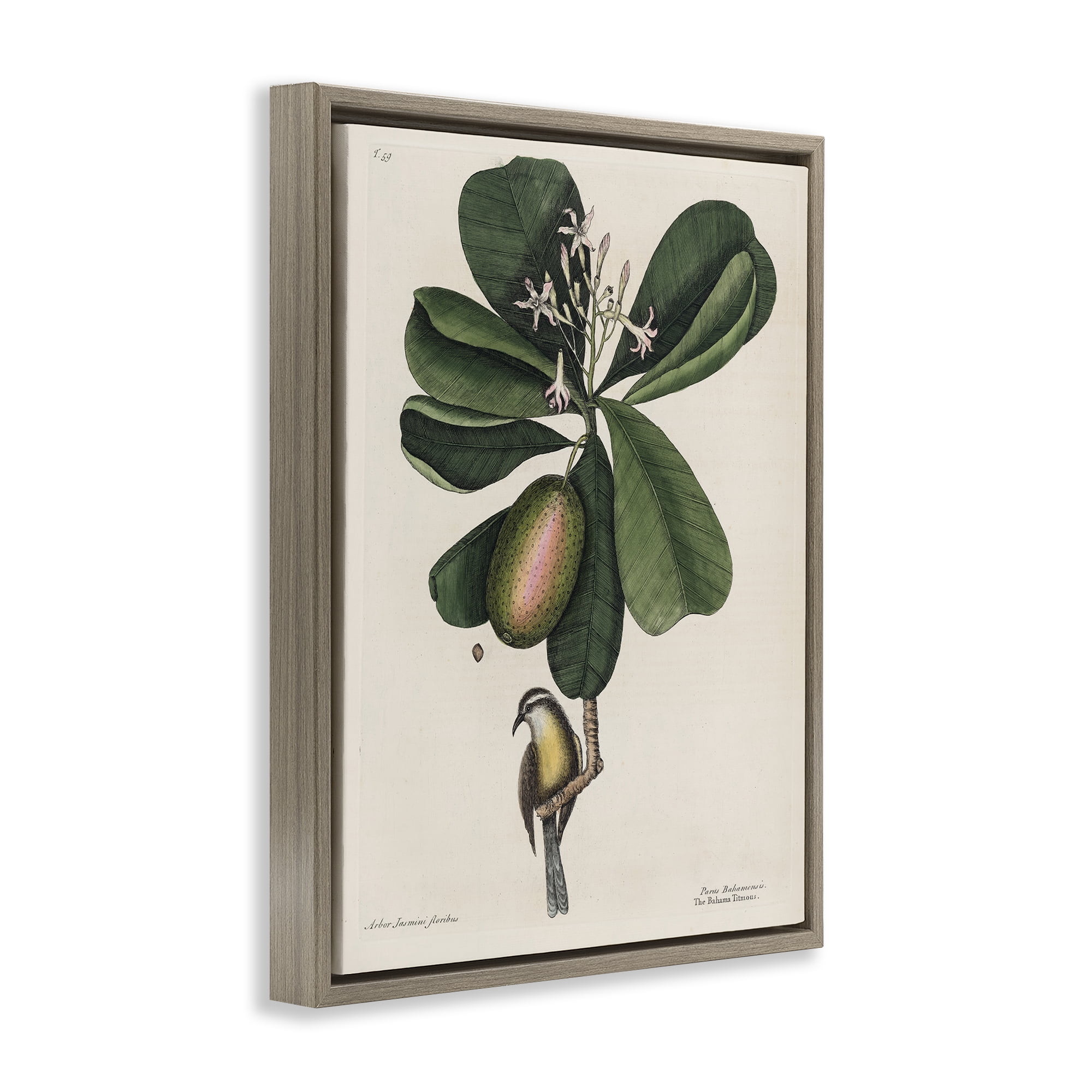 Stupell Industries Catesby Flora & Fauna Brown Framed Floater Canvas Wall Art, design by Print Collection