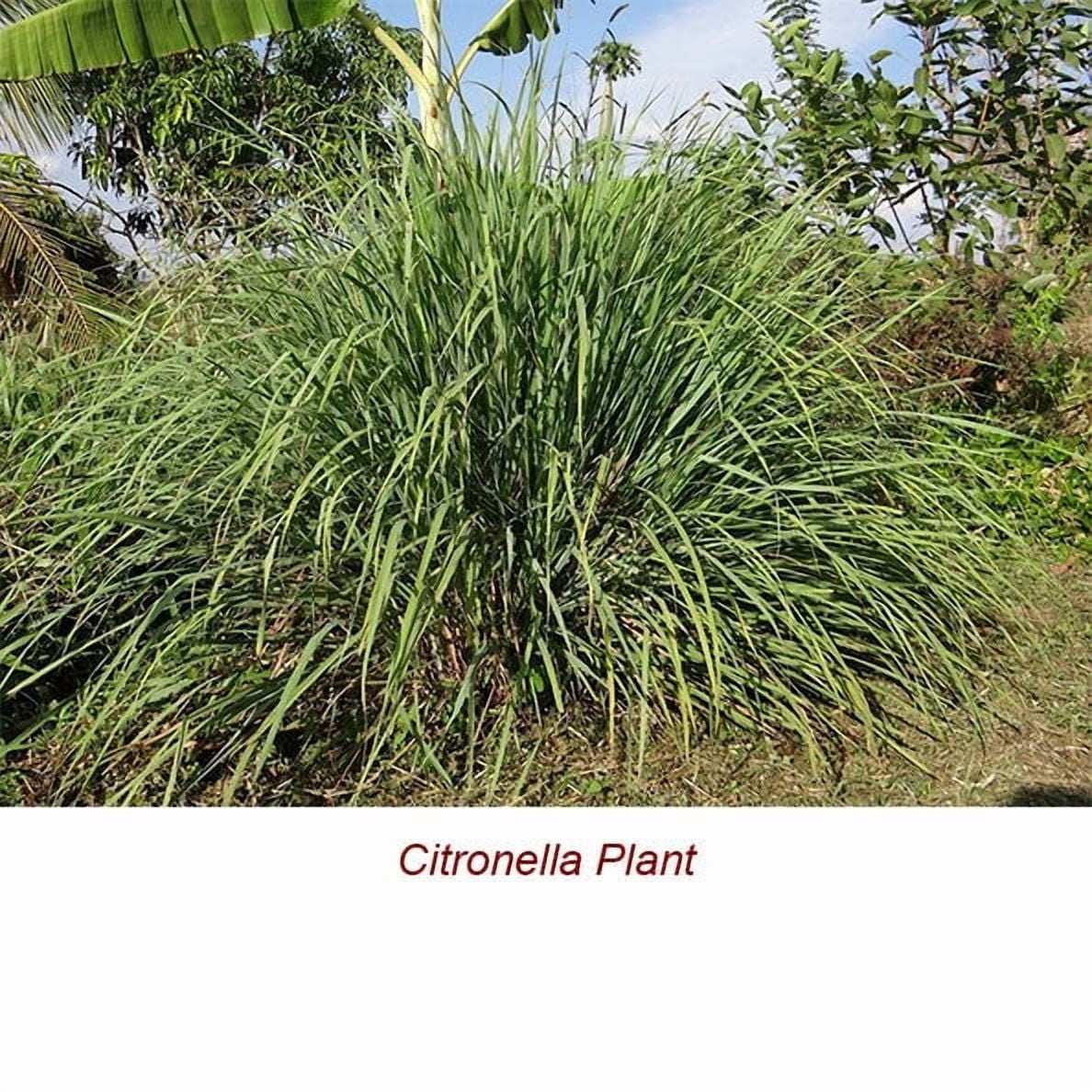 Citronella Organic Essential Oil 1 fl oz (30 ml) - 100% Pure and Natural by Silky Scents