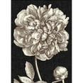 thumbnail image 3 of Vision Studio 11x14 Black Modern Framed Museum Art Print Titled - Dramatic Peony I, 3 of 5
