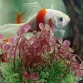 thumbnail image 1 of STRANDCHIC 1Pack Artificial Aquatic Plants Realistic Design For Fish Enthusiasts 5.89X5.89X3.93in, 1 of 6