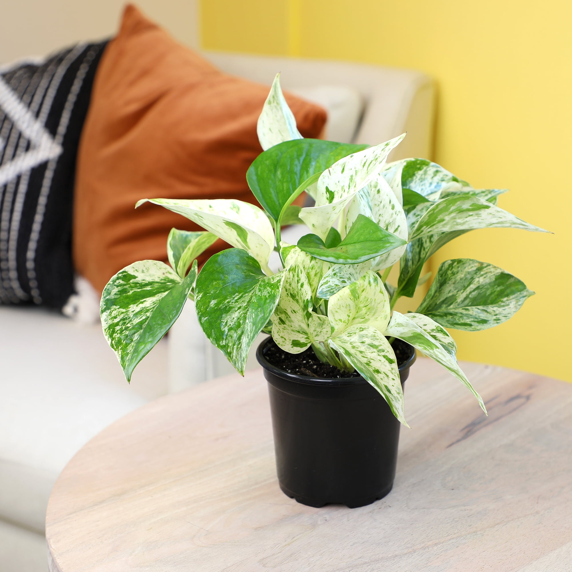 Marble Queen Pothos Plant & Black Grow Pot | Easy Houseplant | Filtered Sun | Element by Altman Plants