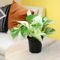 thumbnail image 3 of Marble Queen Pothos Plant & Black Grow Pot | Easy Houseplant | Filtered Sun | Element by Altman Plants, 3 of 7