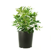 10 in. Ficus Green Island Live Shrub with Bright indirect Sunlight-1 Piece