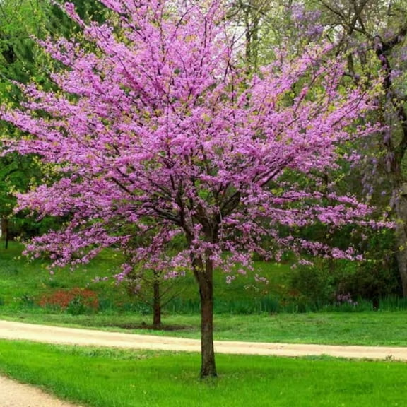 50 Eastern Redbud Tree Seeds for Planting - Cercis Canadensis -  Hardy Flowering Tree - Ornamental Tree