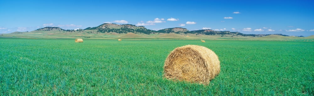 Rolled Hay Bale In