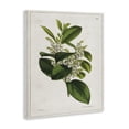 thumbnail image 4 of Stupell Industries Forest Nature Botanical Plants & Flowers Painting Wrapped Canvas Art Print Wall Art, 24 x 30, 4 of 8