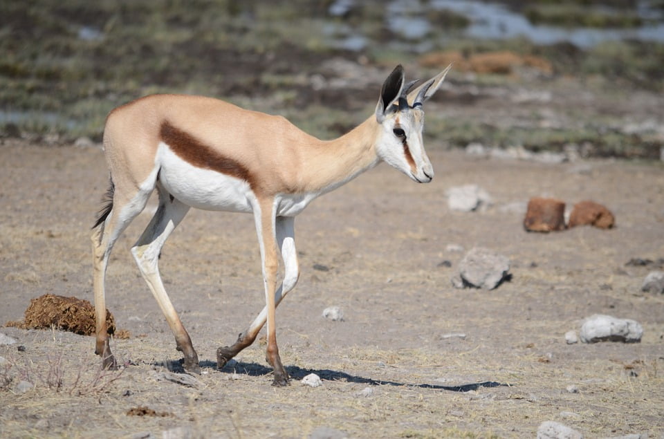 Etosha Antelope Gazelle Namibia Africa12 Inch By 18 Inch Laminated