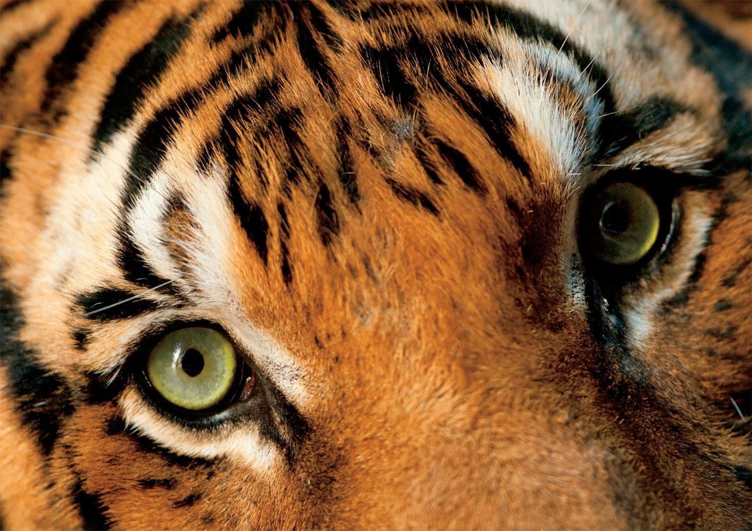 Buffalo Games - National Geographic - Joel Sartore - Endangered Malayan Tiger - 500 Piece Jigsaw Puzzle