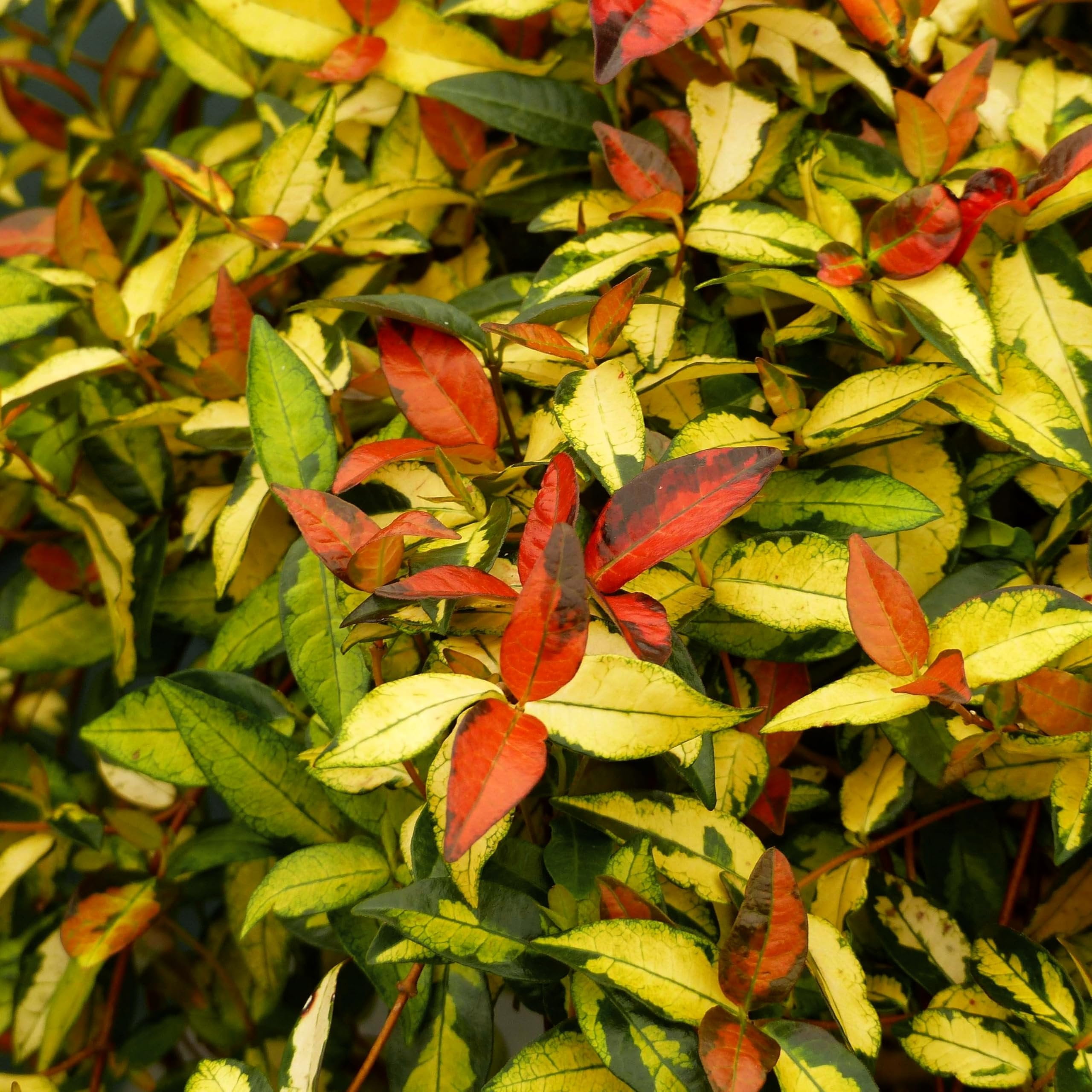 Jasmine Summer Sunset - 30 Live Plants - Trachelospermum Asiaticum - Colorful Groundcover Vine
