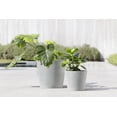 thumbnail image 3 of Ecopots 10" x 10" x 9.5" Round White Grey Plastic Plant Planter, 3 of 4