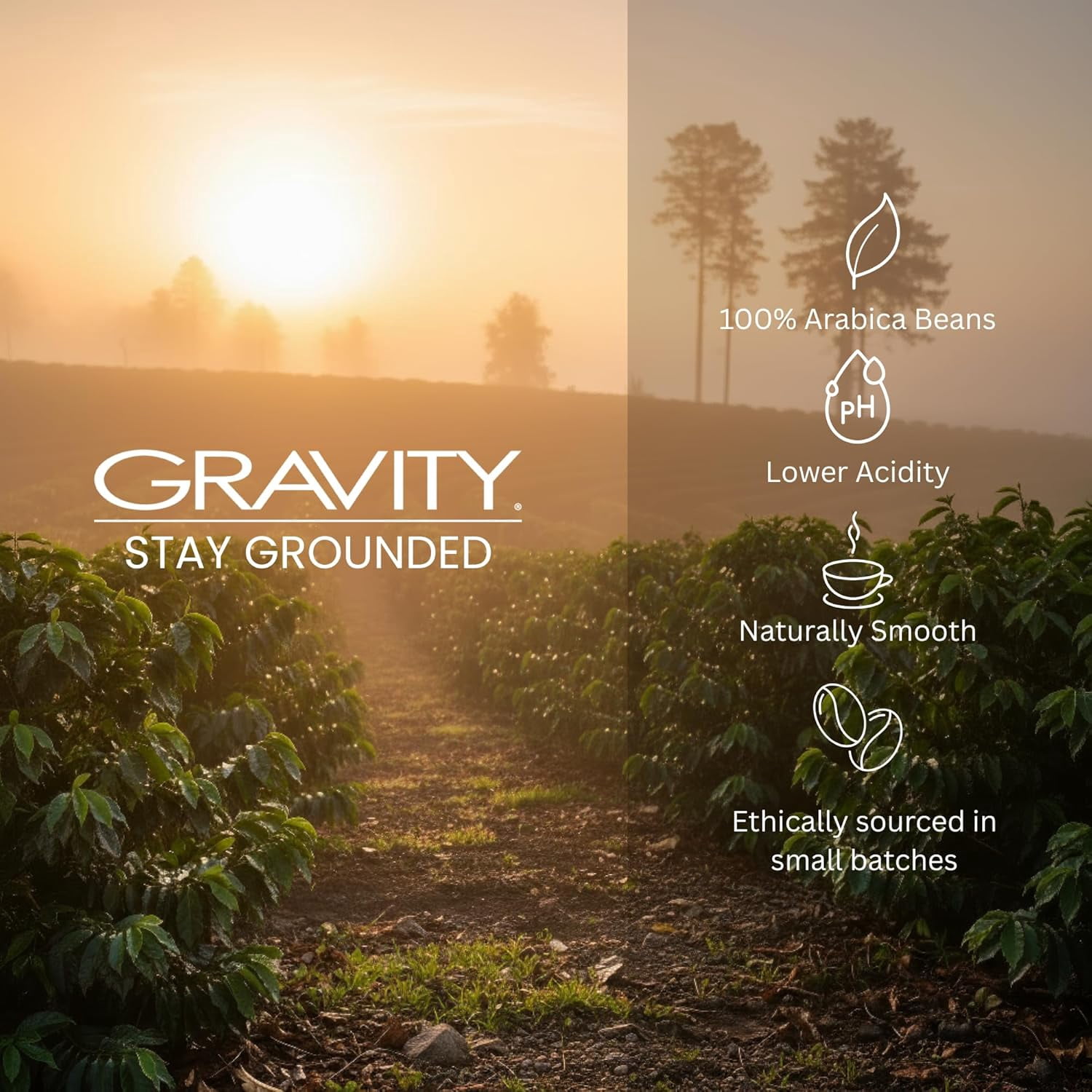 Gravity Coffee 2lb Signature Ground White Coffee