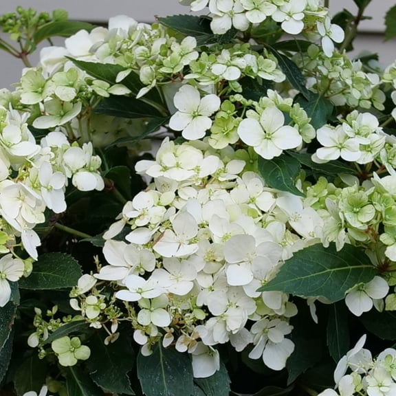 Proven Winners ColorChoice 5" Fairytrail White Cascade Hydrangea Live Plant in 4.5" Pot (4 Count)