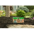 thumbnail image 4 of Miracle-Gro Evergreen Fertilizer Spikes, 3 lb., 12 Spikes, Easy-to-Use, 4 of 7