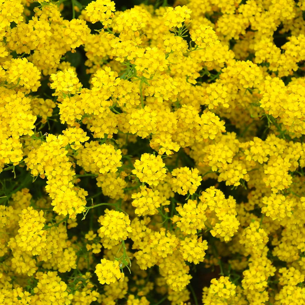 Alyssum Basket of Gold Seeds 1/4 Oz Perennial Flower Garden Seeds