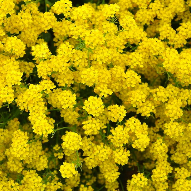 Alyssum Basket of Gold Seeds - 1 Oz - Perennial Flower Garden Seeds ...