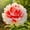 E, variant on Peony, Low Maintenance - Easy Grow - Ideal for Beds Borders, Plant Pots & Planters