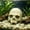 A, variant on Cififendec Halloween Aquarium Skull Ornament, 3.93"×3.46", Plastic Hideout Cave for Fish Tank Reptile Terrarium Turtle Lizard Shrimp Hiding Decor