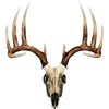 Mossy Oak Graphics 13021-S-T Skull Series Small Whitetail Typical Decal