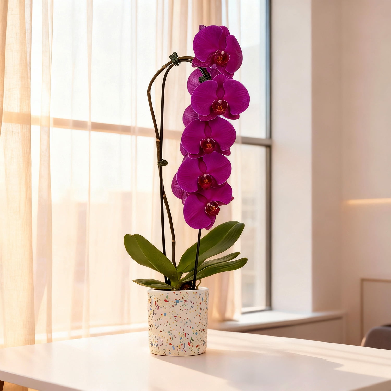 5" Live Magenta Waterfall Orchid in Terrazzo Decorative Pot – Easy-Care Indoor Orchid