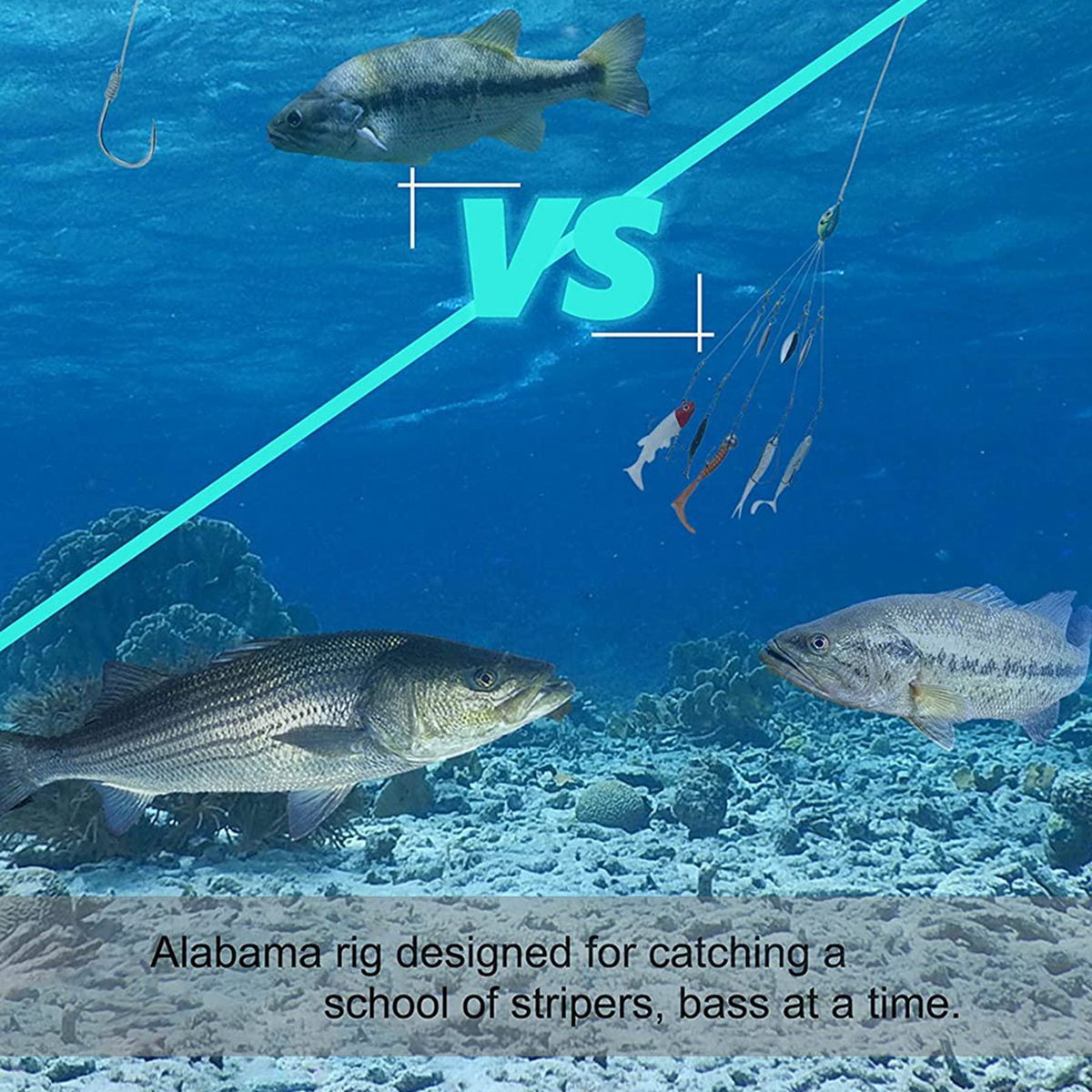 Live Bait Striper Trolling Rig Setup Umbrella Rig For Striper