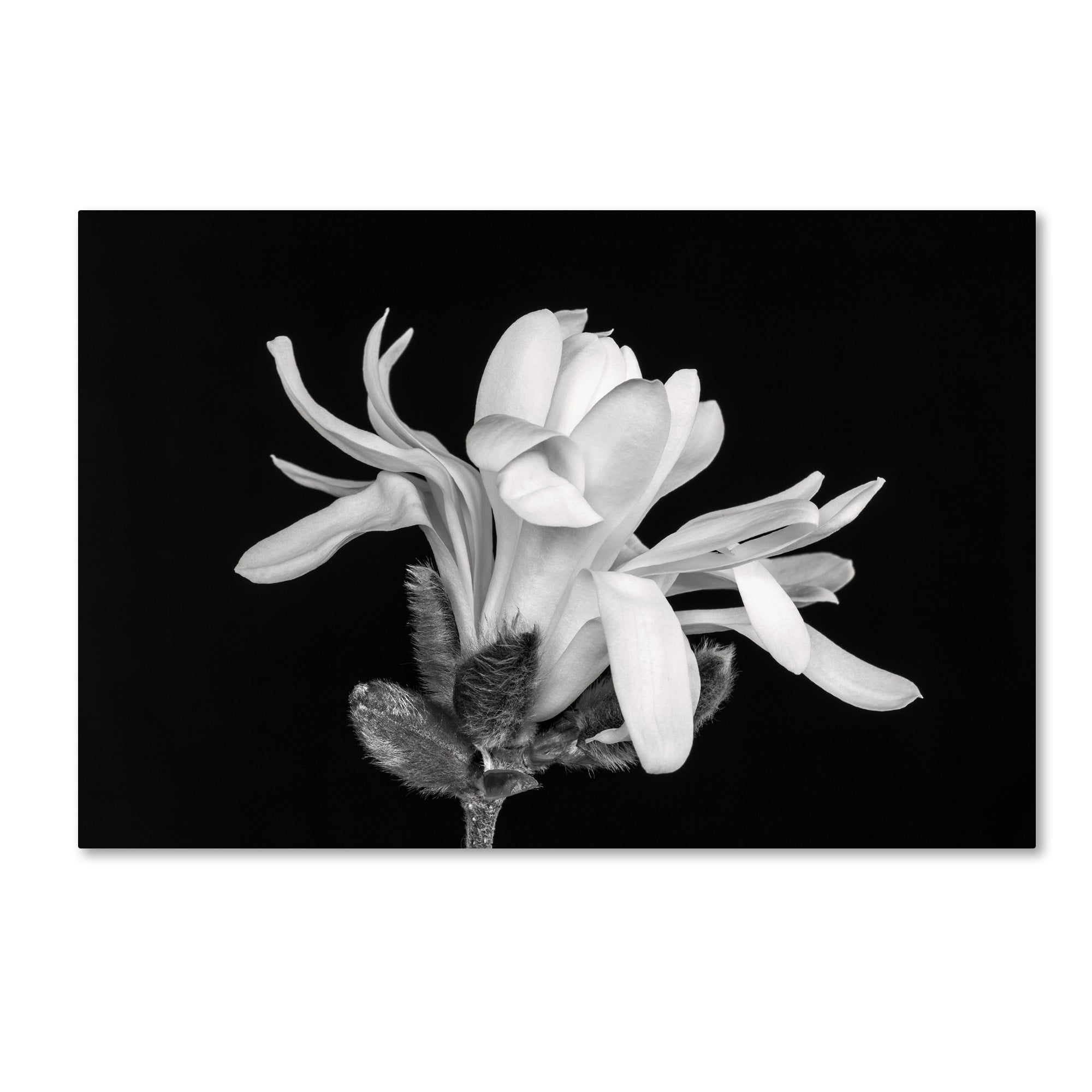 Trademark Fine Art 'Magnolia Flower' Canvas Art by Pierre Leclerc