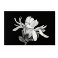 thumbnail image 2 of Trademark Fine Art 'Magnolia Flower' Canvas Art by Pierre Leclerc, 2 of 4