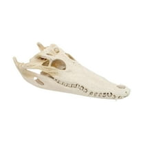 Kuntesetty Realistic Alligator Skull Crocodile Skull Head Sculpture for Living Room Bar