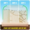 thumbnail image 2 of Ant Farm Kit Dan&Darci con Live Ants & Queen + Guía de aprendizaje, 2 of 8