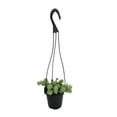 thumbnail image 2 of Burrito Burros Tail - 4" Mini Hanging Basket - Sedum burrito, 2 of 3