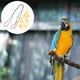 thumbnail image 3 of Pañal de vuelo para loros, pañal de algodón para pájaros con correa ajustable, 3 of 6