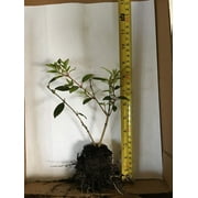 Tibouchina Dwarf - - live starter plants less than 12 inches tall