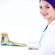 Foot Anatomical Model, Human Anatomical Foot Model, Normal Flat Arched Foot Model with Muscles, Ligaments