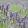 thumbnail image 3 of Earthcare Seeds - English Lavender 500 Seeds (Lavandula Angustifolia) Heirloom - Open Pollinated, 3 of 5
