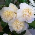 thumbnail image 4 of Jury’s Yellow Camellia Live Shrub – 2 Gallon, 4 of 6