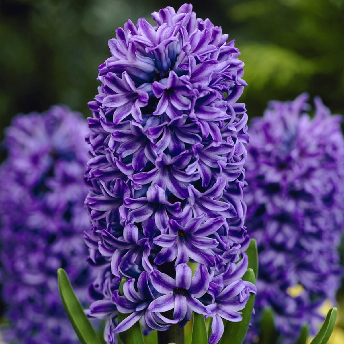 Van Zyverden Hyacinths Atlantic Set of 10 Bulbs Blue Part Sun