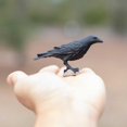 thumbnail image 2 of Safari S150829 Wings Of The World Raven Miniatura De Plástico En Miniatura, 2 of 5