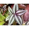 thumbnail image 2 of 4 Rare Wandering Jew Burgundy - Purple Plant Cuttings fast shipping, 2 of 12