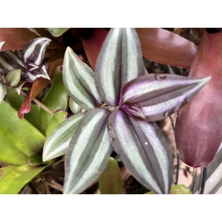 Wandering Jew Leaves Turning Brown? Here's Why How To Fix, 45 OFF