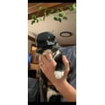thumbnail image 4 of Superhero Cat Mask for TikTok Trends, 4 of 4