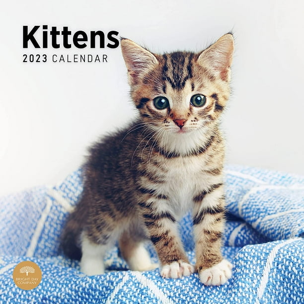2023 Kittens Wall Calendar by Bright Day, 12 x 12 Inch, Cute Kitty Cat
