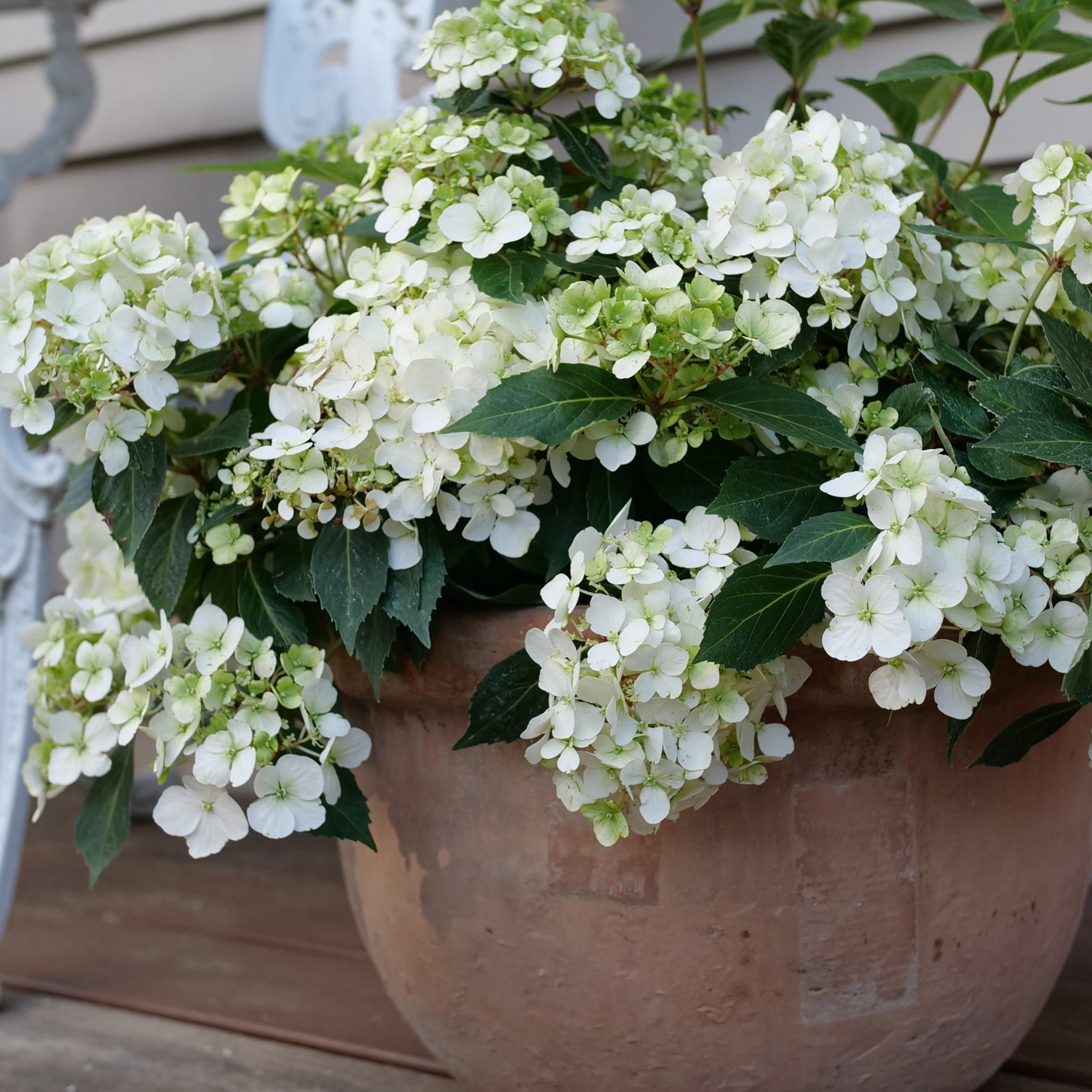 Proven Winners ColorChoice 5" Fairytrail White Cascade Hydrangea Live Plant in 4.5" Pot (4 Count)
