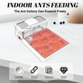 thumbnail image 3 of Ant Farm Nest Science DIY Terrarium Kit Care for Live Ants Ant Habitat with Water Tower Nurturing Room and Comprehensive Observation, 3 of 6