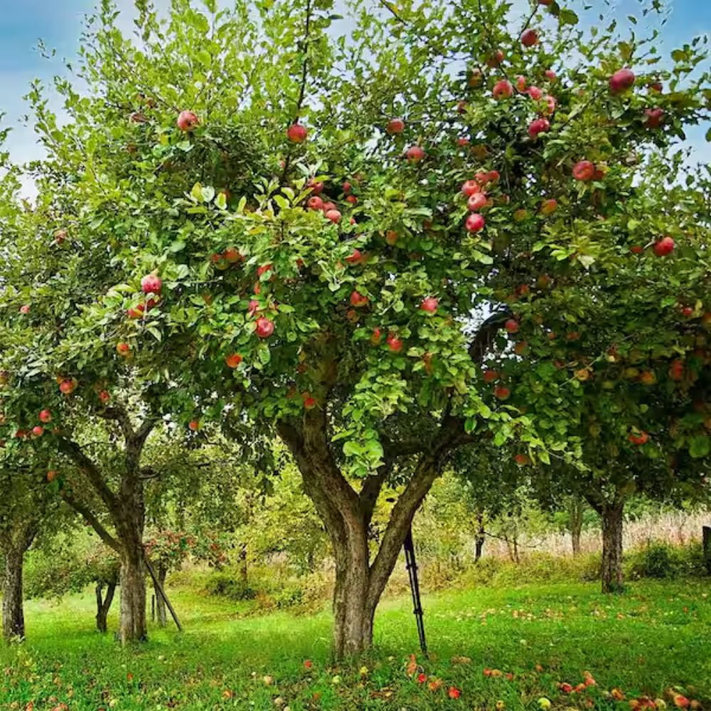 Expert Gardener 2-3 ft tall Fuji Apple Live Tree in 5-Gallon Grower Pot